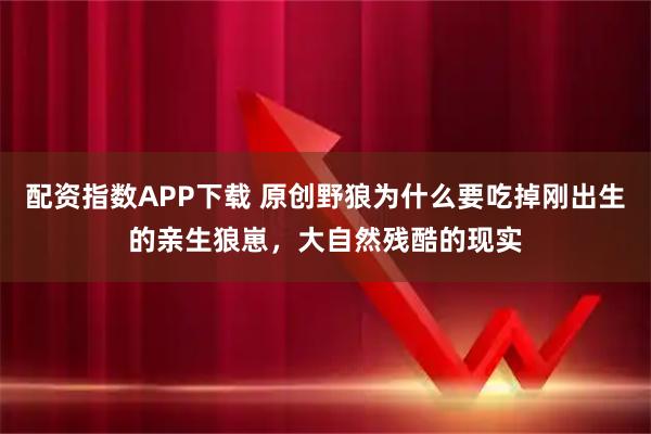 配资指数APP下载 原创野狼为什么要吃掉刚出生的亲生狼崽，大自然残酷的现实